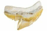 Fossil Tiger Shark (Galeocerdo) Tooth - Bone Valley, Florida #299503-1